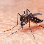 Avanza la fumigación contra el dengue
