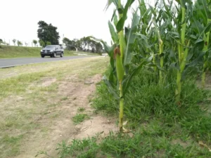 Buscan habilitar la siembra en banquinas bonaerenses
