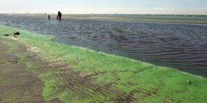 Alerta por cianobacterias en 17 municipios bonaerenses