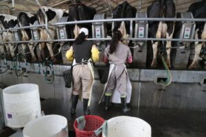 Refuerzan financiamiento para productores tamberos