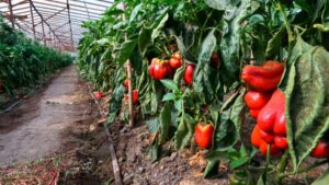 Realizarán un censo para relevar a los productores florihortícolas