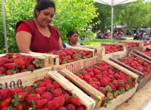 Se viene la Fiesta de la Frutilla